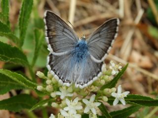 okgzl Anadolu illi Mavisi (Polyommatus ossmar)