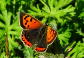 Benekli Bakr Gzeli (Lycaena phlaeas)