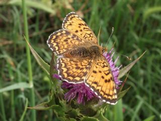 parhan (Melitaea cinxia)