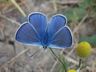 okgzl Mavi (Polyommatus icarus)