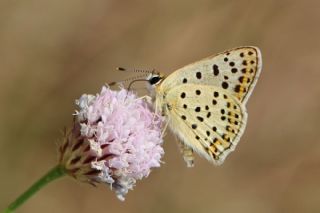 sli Bakr Gzeli (Lycaena tityrus)