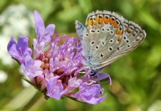 okgzl Mavi (Polyommatus icarus)