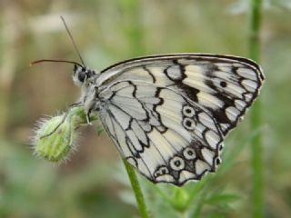 Anadolu Melikesi (Melanargia larissa)