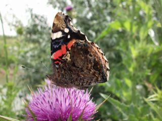 Atalanta (Vanessa atalanta)