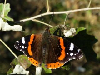 Atalanta (Vanessa atalanta)