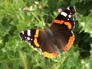 Atalanta (Vanessa atalanta)