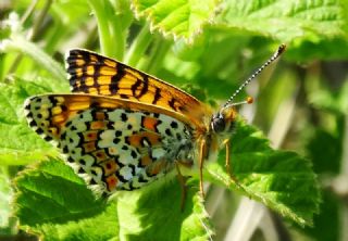 parhan (Melitaea cinxia)