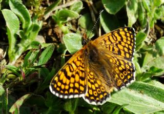 parhan (Melitaea cinxia)