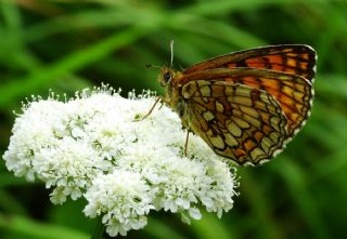 Amannisa (Melitaea athalia)