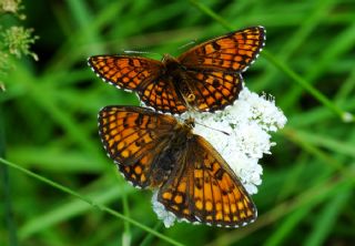 Amannisa (Melitaea athalia)