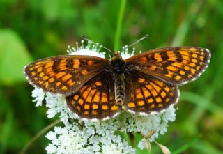 Amannisa (Melitaea athalia)