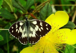 Orman Melikesi (Melanargia galathea)