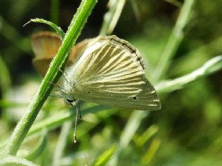 okgzl Anadolu Beyaz (Polyommatus menalcas)