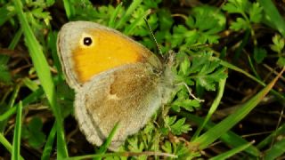 Kk Zpzp Perisi (Coenonympha pamphilus)