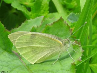 Byk Beyazmelek  (Pieris brassicae)