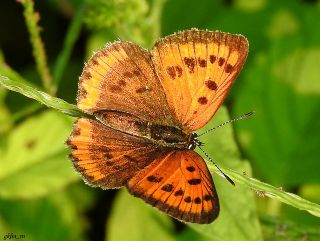 Byk Bakr Gzeli (Lycaena dispar)