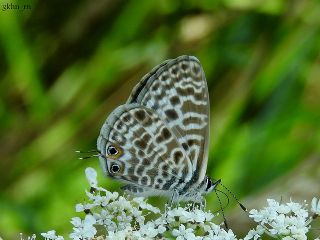 Mavi Zebra (Leptotes pirithous)