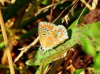 okgzl Esmer (Aricia agestis)