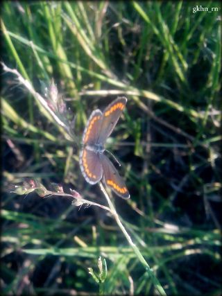 okgzl Esmer (Aricia agestis)