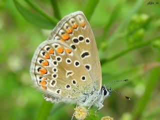 okgzl Mavi (Polyommatus icarus)