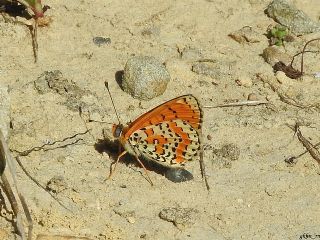 Benekli parhan (Melitaea didyma)