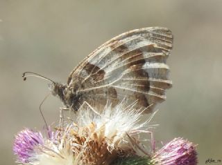 Cad�&nbsp;(Chazara&nbsp;briseis)