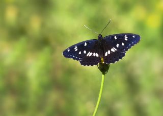 Akdeniz Hanmeli Kelebei (Limenitis reducta)