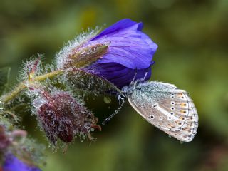 okgzl Geranium Mavisi (Aricia eumedon)