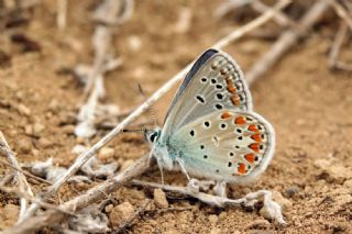 okgzl Meneke Mavisi (Polyommatus thersites)