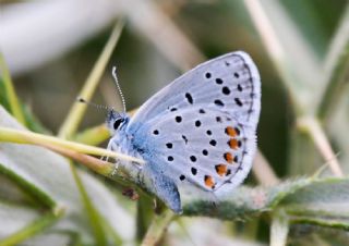 Himalaya Mavisi (Pseudophilotes vicrama)