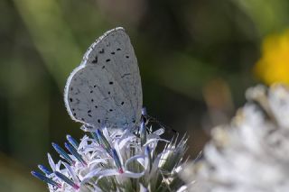 Kutsal Mavi (Celastrina argiolus)