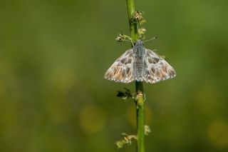 ark Zpzp (Carcharodus orientalis)