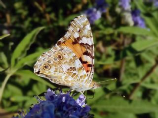 Diken Kelebei (Vanessa cardui)