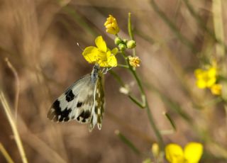 Yeni Beneklimelek&nbsp;(Pontia&nbsp;edusa)