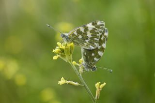 Yeni Beneklimelek (Pontia edusa)