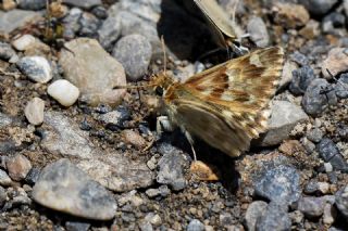 Mermer Zpzp (Carcharodus lavatherae)