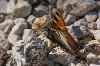 Aglais (Aglais urticae)