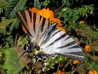 Erik Krlangkuyruk (Iphiclides podalirius)