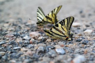 Erik Krlangkuyruk (Iphiclides podalirius)