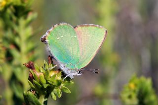 Zmrt (Callophrys rubi)