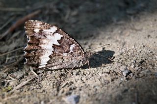 Kara Murat (Brintesia  circe)