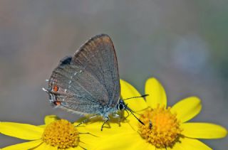 Minik Sevbeni (Satyrium acaciae)