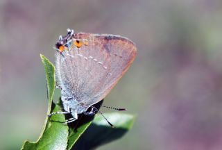 Minik Sevbeni (Satyrium acaciae)