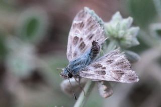 ark Zpzp (Carcharodus orientalis)