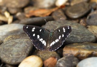 Akdeniz Hanmeli Kelebei (Limenitis reducta)