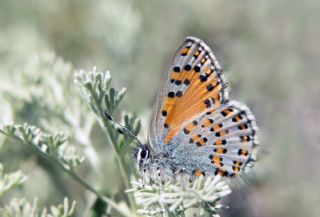 Anadolu Gelincii (Tomares nogelii)