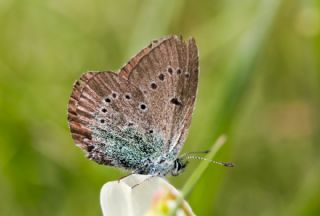 okgzl Diana Mavisi (Polyommatus diana)