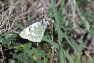 Yeni Beneklimelek (Pontia edusa)