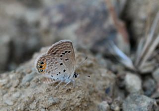 M�cevher Kelebe�i&nbsp;(Chilades&nbsp;trochylus)