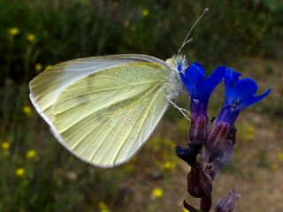 Byk Beyazmelek  (Pieris brassicae)